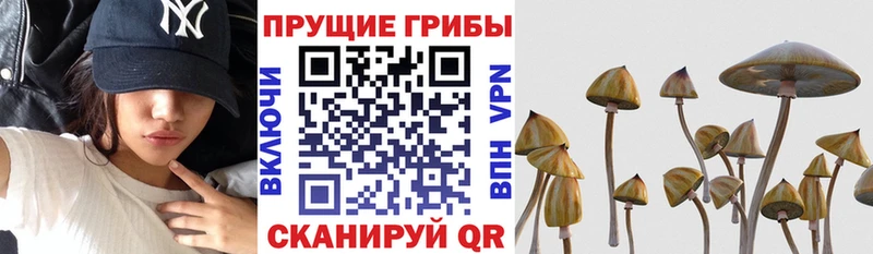 дарнет шоп  Алексин  kraken ССЫЛКА  Галлюциногенные грибы Psilocybe 